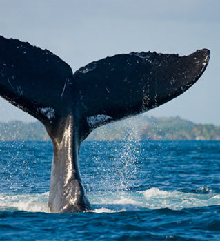 whale tale in la ventana