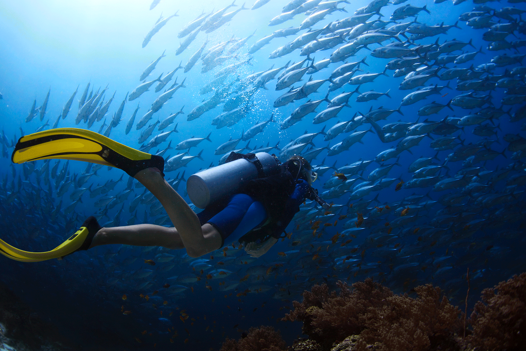 5 Awesome Sea Creatures You’ll Find in the World’s Aquarium