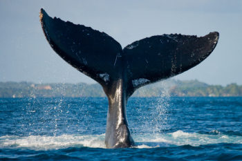 gray whale tale mag bay