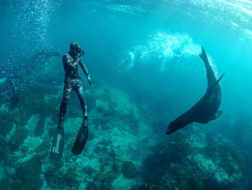 Sea lion encounter