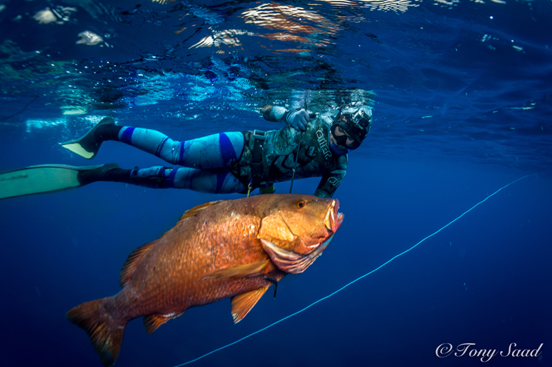 spearfishing sea of cortez snapper