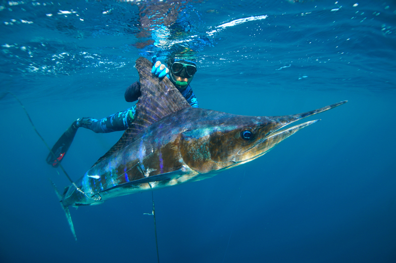 marlin spearfishing