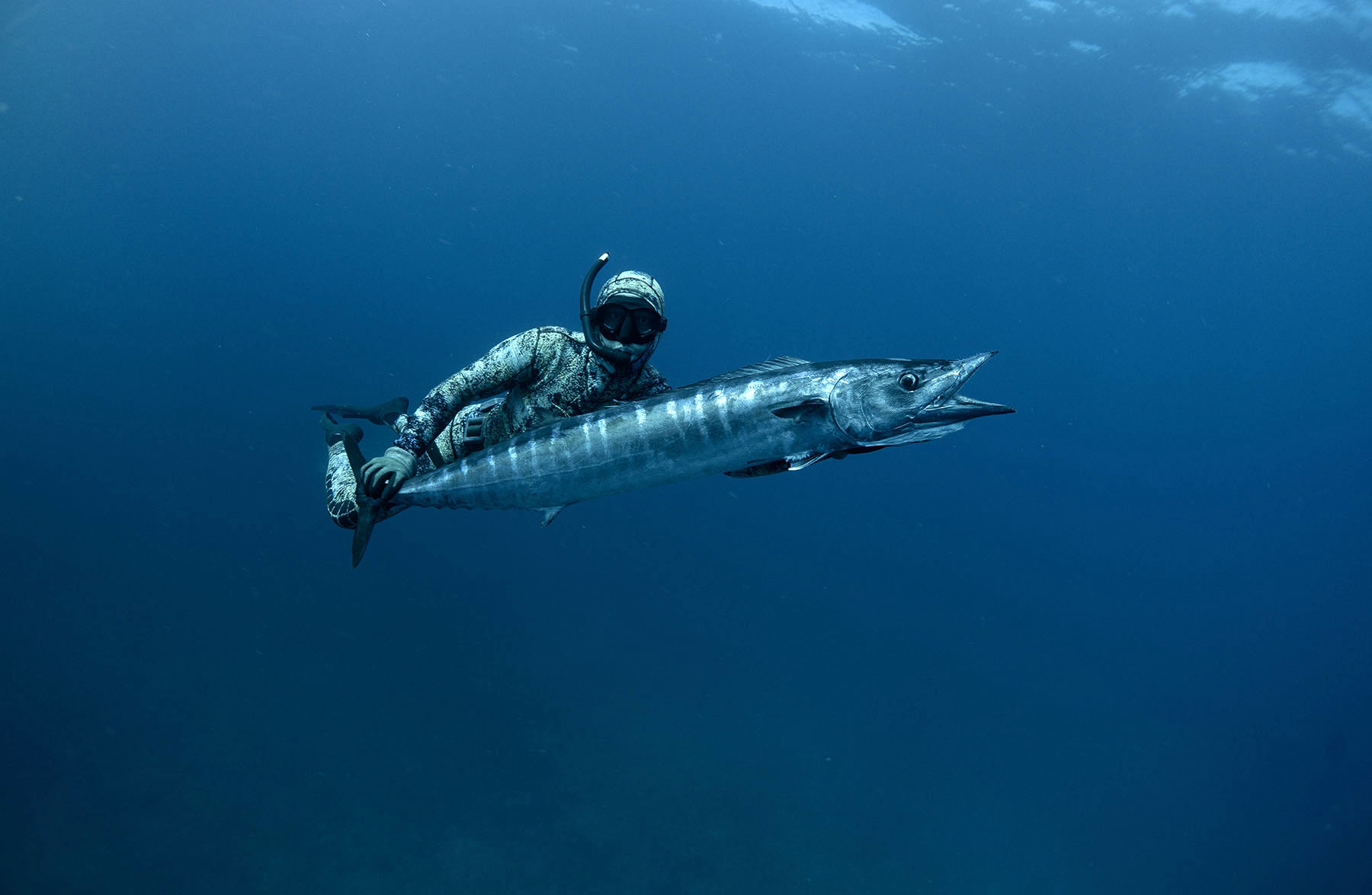 spearing a wahoo fish