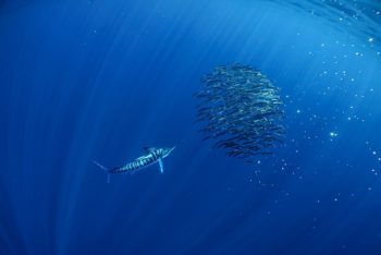 mag bay marlin bait ball swimming
