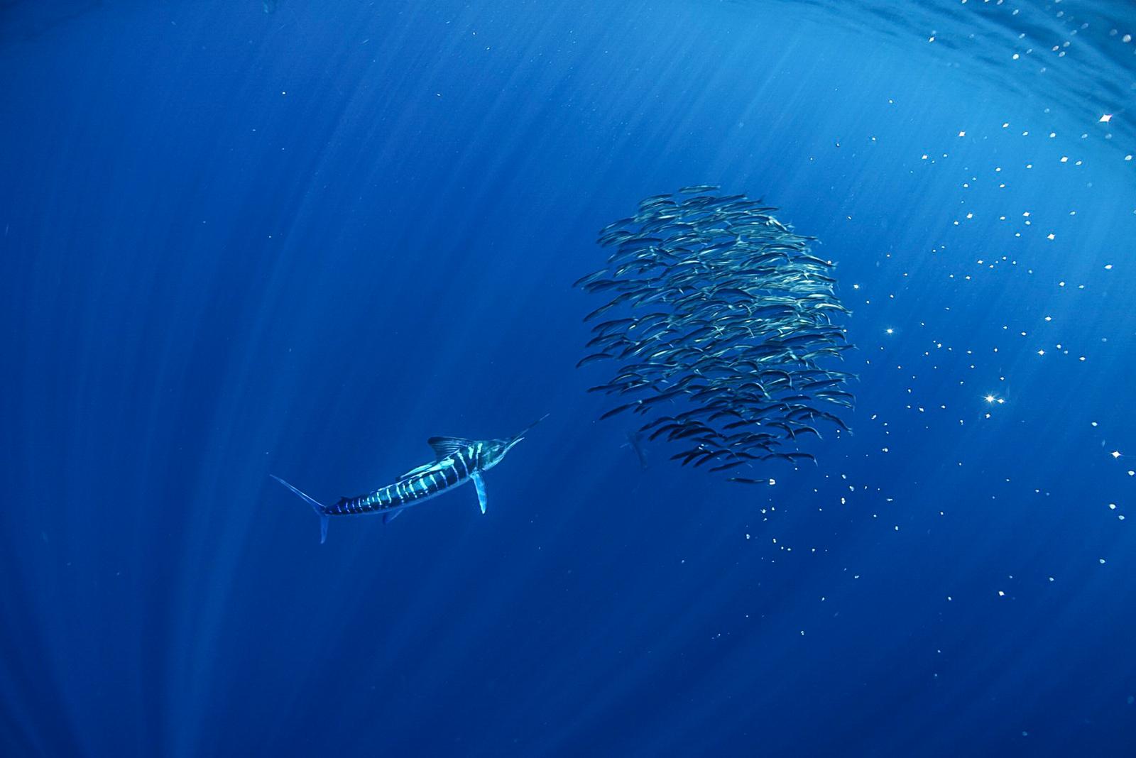 Magdalena Bay Marlin Swimming and Photography