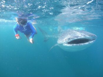 snorkel with whale shark