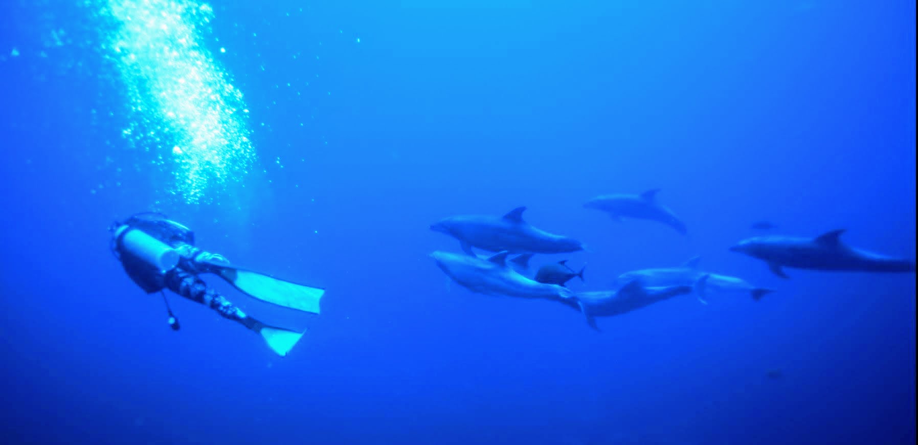 Scuba diver with tank among dolphins
