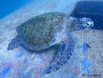 sea turtle baja california sur mexico