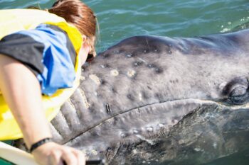 kissing a grey whale