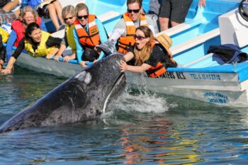 mag bay petting grey whales