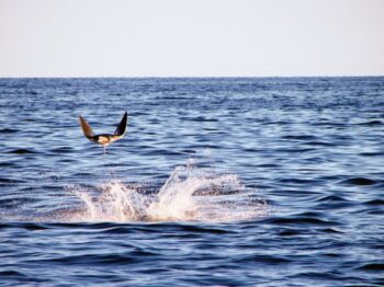 mobula ray la ventana