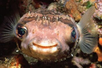 puffer closeup sea of cortez diving