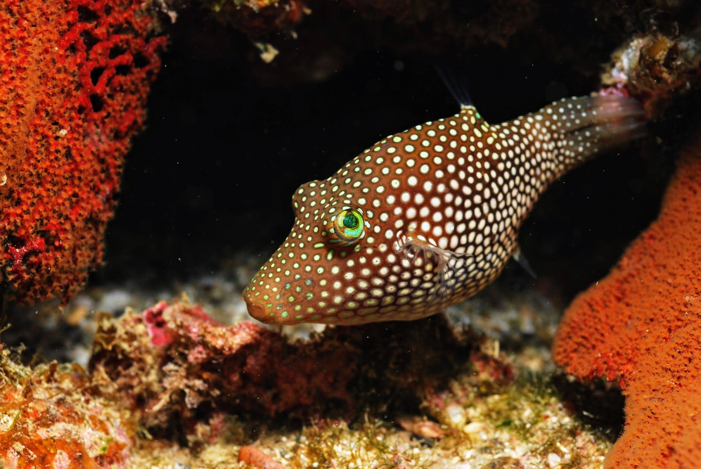 Sea life near Isla Cerralvo