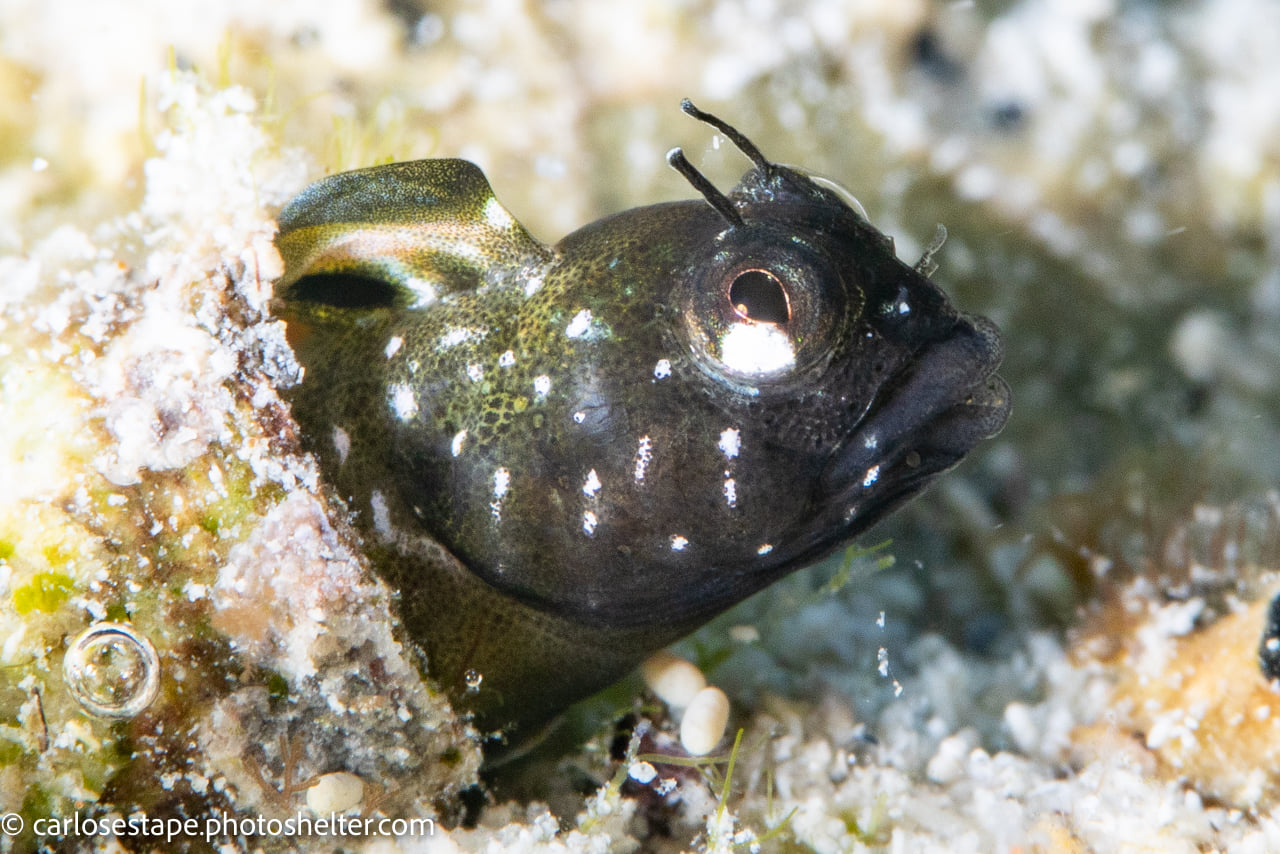 scuba diving sea of cortez