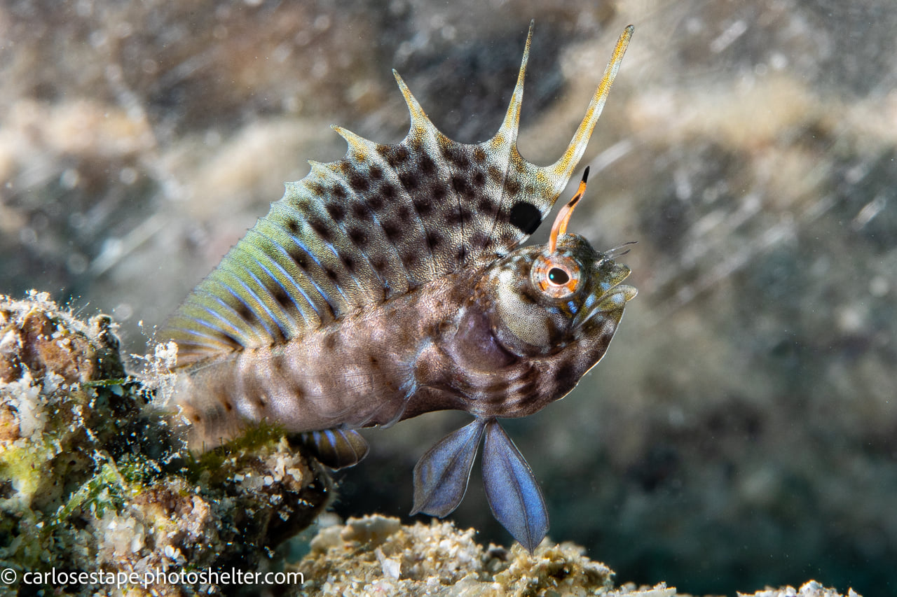 scuba diving sea of cortez with palapas ventana