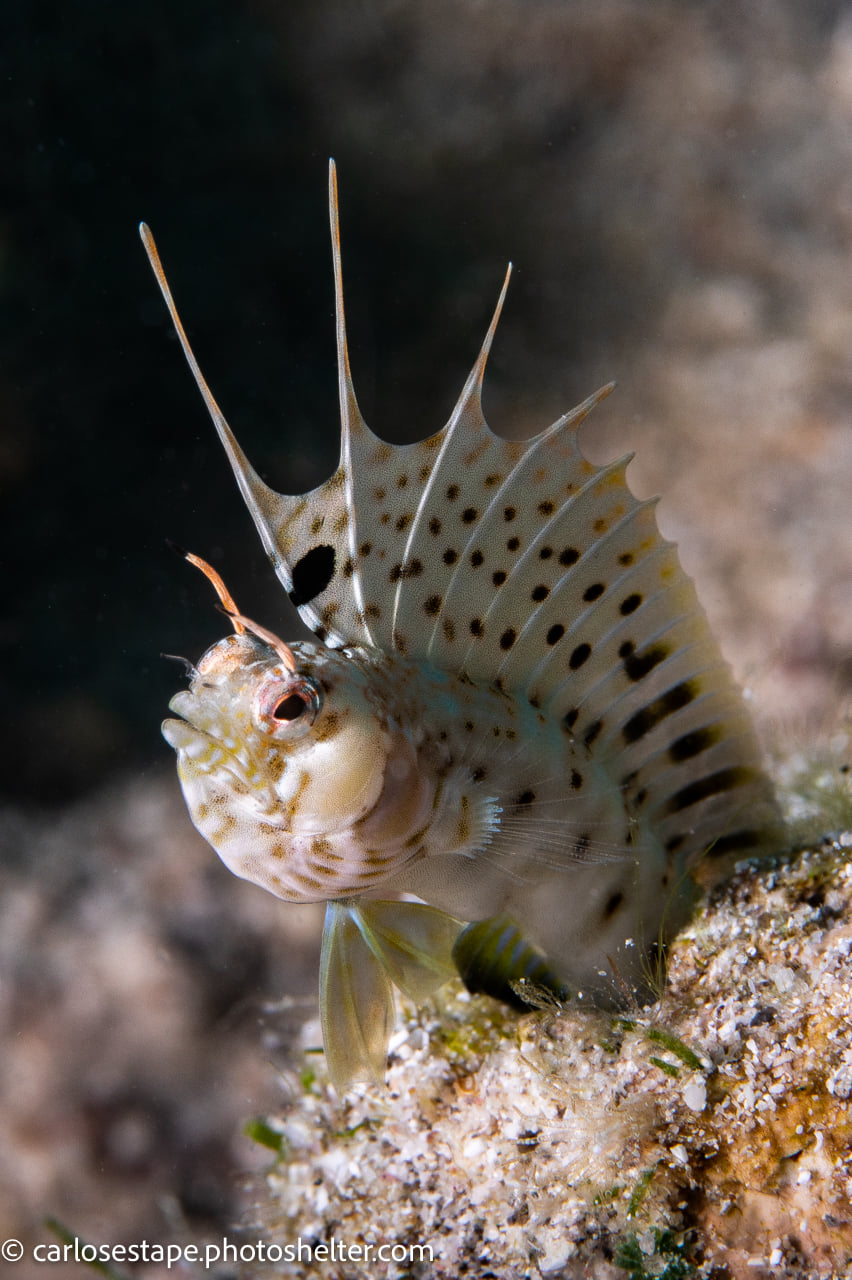 scuba diving sea of cortez with palapas ventana