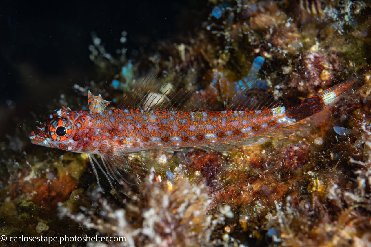 scuba diving sea of cortez with palapas ventana