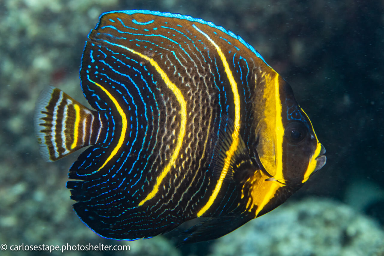 scuba diving sea of cortez with palapas ventana