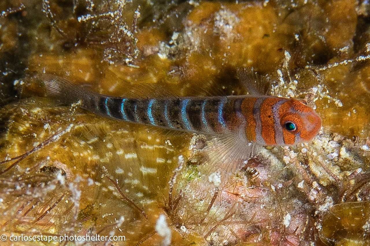 scuba diving sea of cortez with palapas ventana