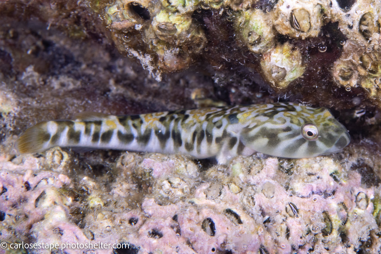 scuba diving sea of cortez with palapas ventana