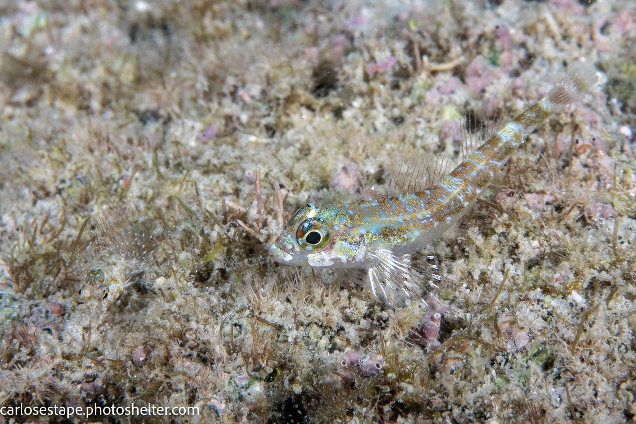 scuba diving sea of cortez with palapas ventana