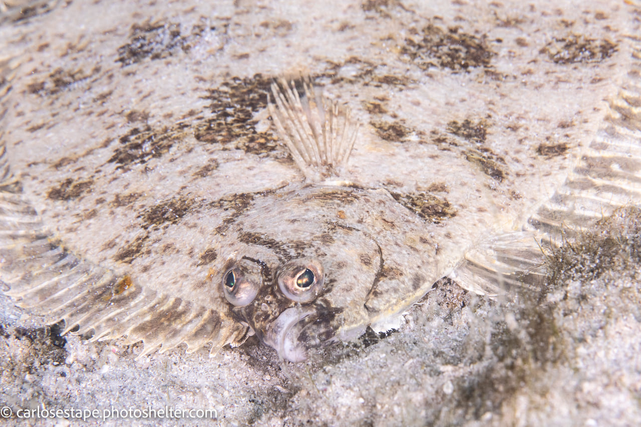 scuba diving sea of cortez with palapas ventana