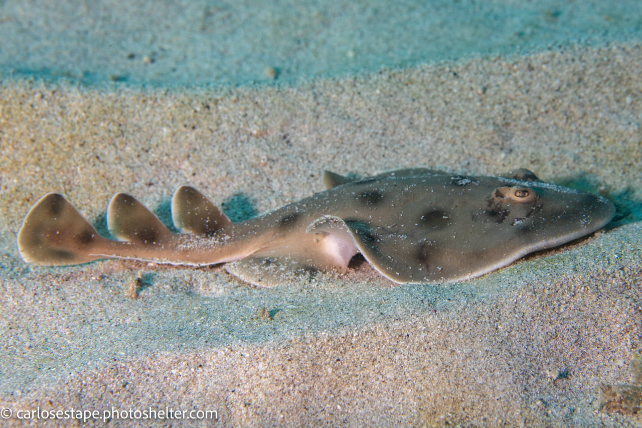 scuba diving sea of cortez with palapas ventana