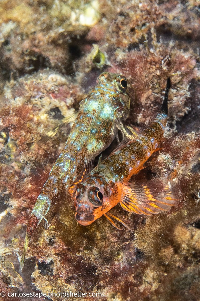 scuba diving sea of cortez with palapas ventana