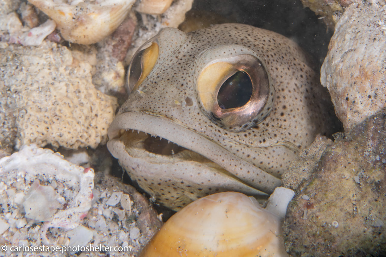 scuba diving sea of cortez with palapas ventana