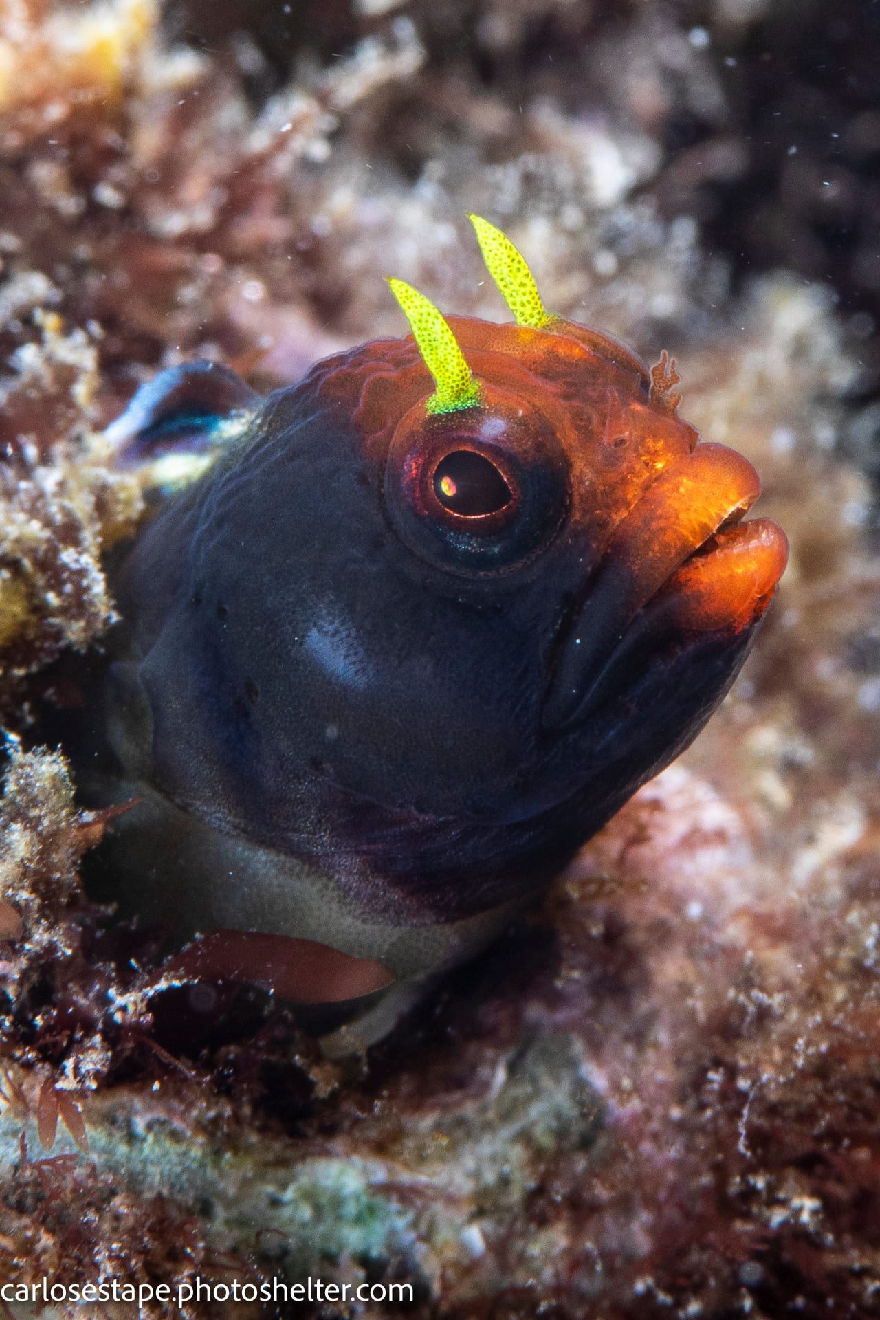 scuba diving sea of cortez with palapas ventana