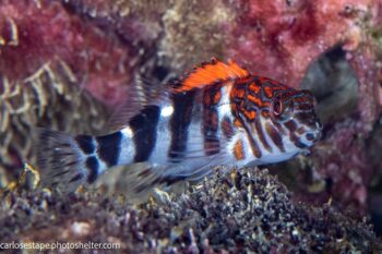 scuba diving sea of cortez with palapas ventana