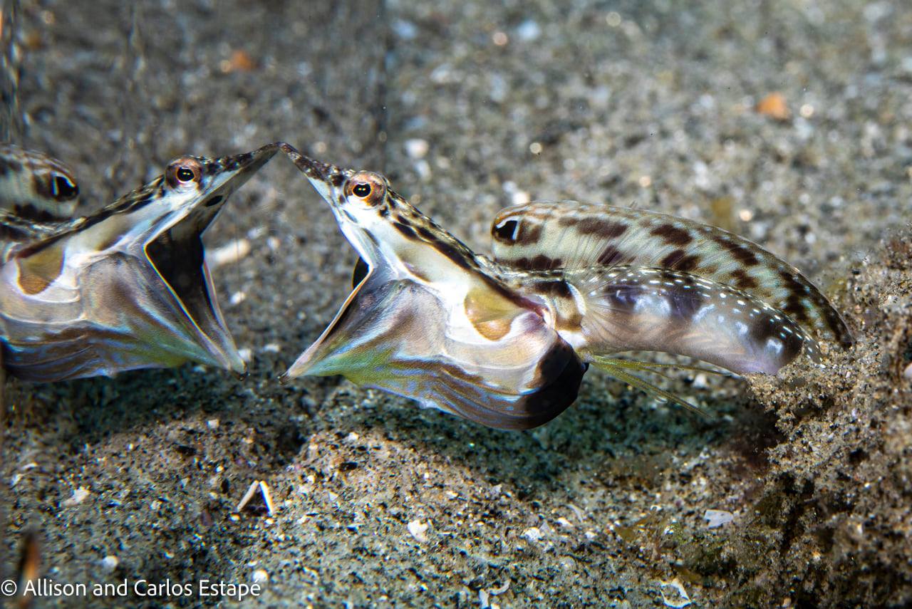 scuba diving sea of cortez with palapas ventana