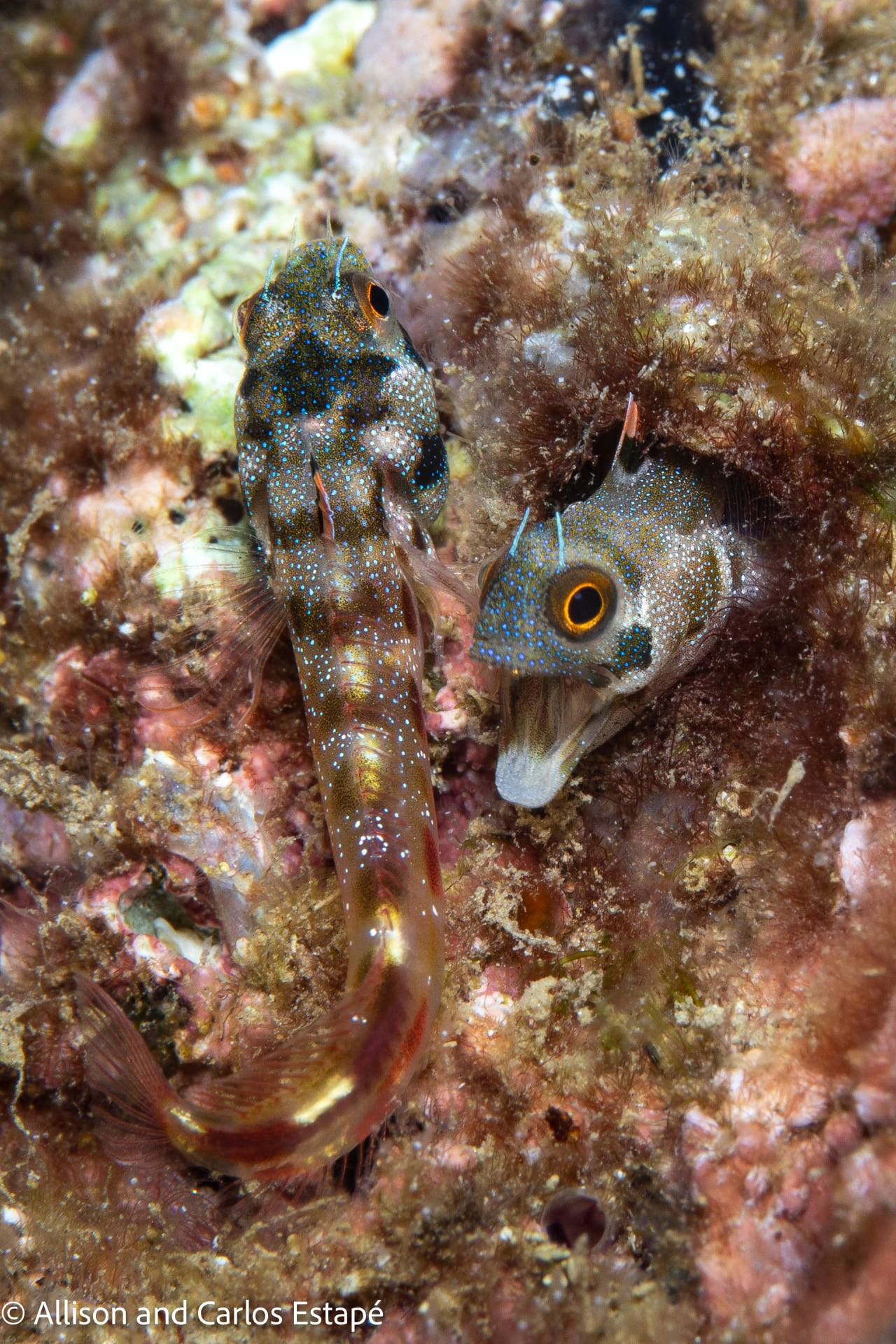 scuba diving sea of cortez with palapas ventana