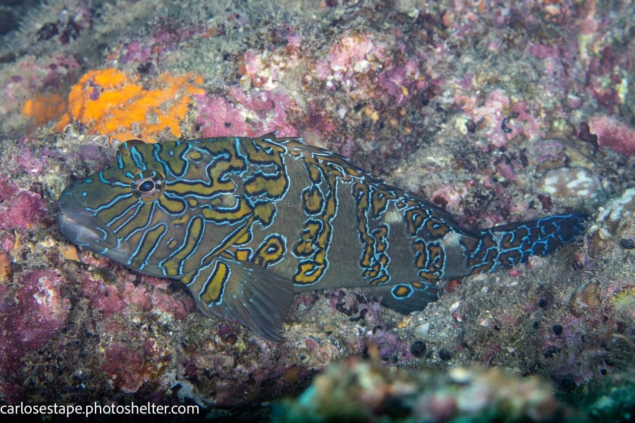 scuba diving sea of cortez with palapas ventana