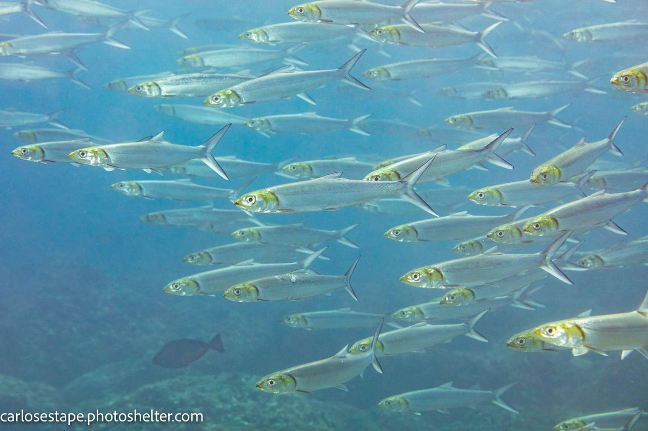 scuba diving sea of cortez with palapas ventana