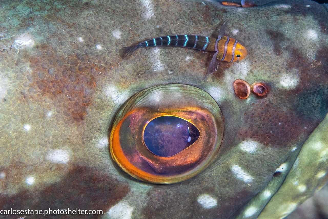 scuba diving sea of cortez with palapas ventana