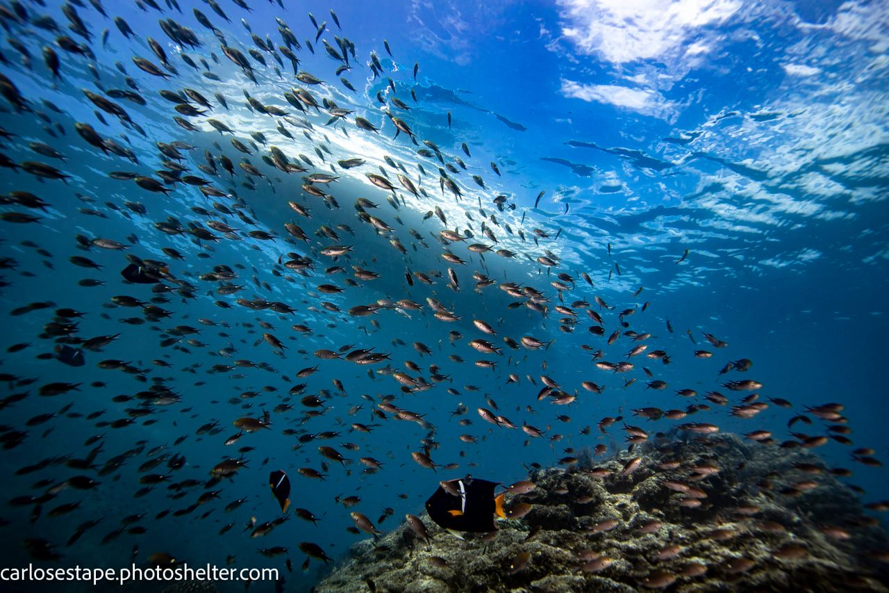 scuba diving sea of cortez with palapas ventana