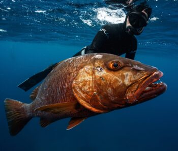 mag bay spearfishing adventures