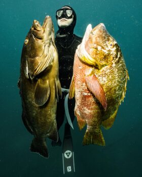 mag bay spearfishing adventures