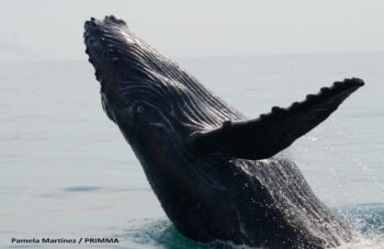 humpback whales in baja mexico