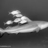 bull shark sea of cortez baja