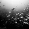 photography underwater scuba mexico