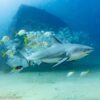 bull shark diving sea of cortez baja mexico