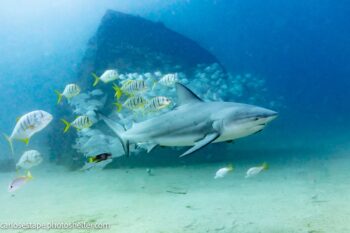 bull shark diving sea of cortez baja mexico