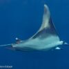 ray swimming sea of cortez schools of fish