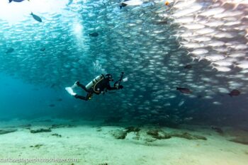 scuba in schools sea of cortez baja mexico