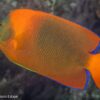 orange fish scuba in schools sea of cortez baja mexico