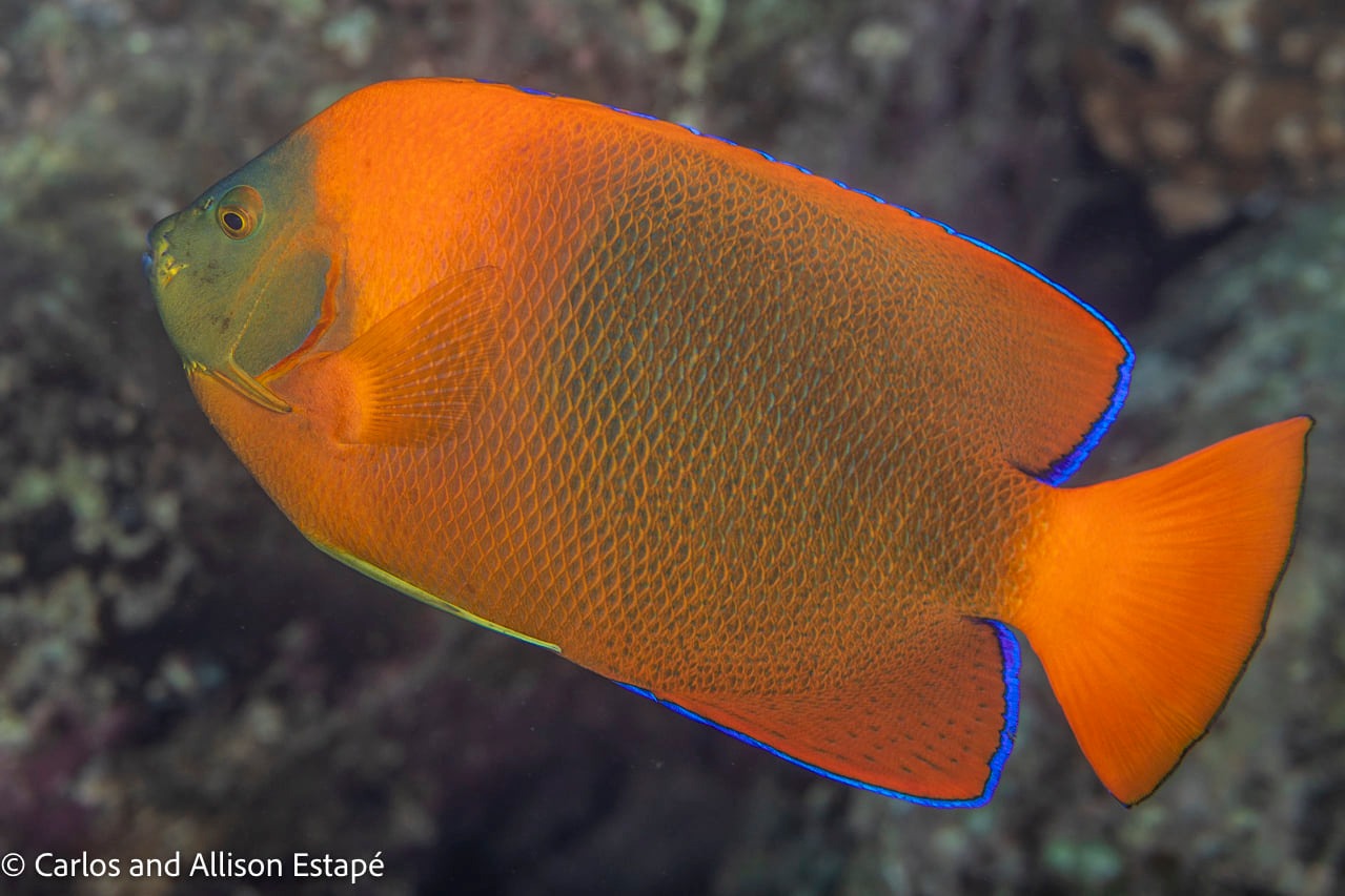 Baja wildlife adventure with Palapas Ventana