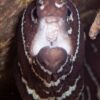 eels in the sea of cortez mexico scuba diving