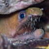 eels in the sea of cortez mexico scuba diving